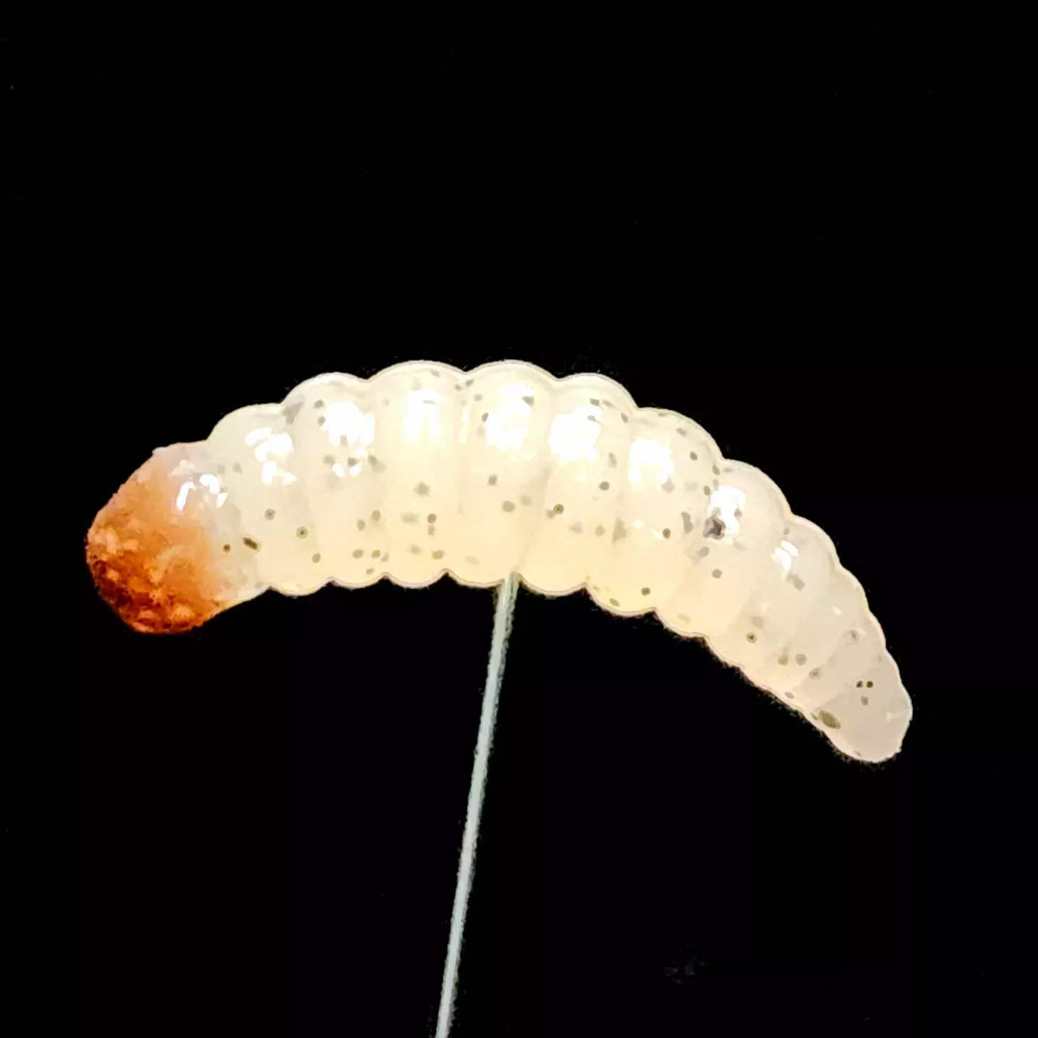 1″ Realistic Waxworm “The Tater Bug”