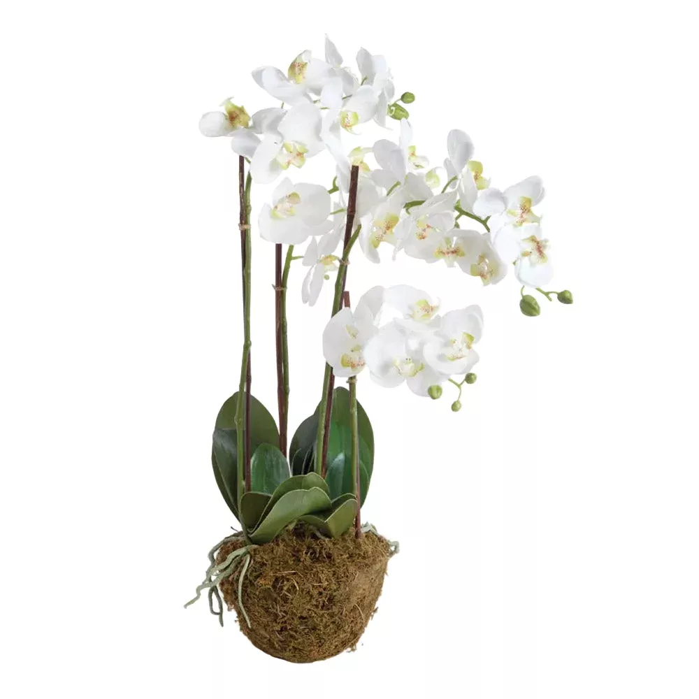 23" Phalaenopsis Orchid Drop