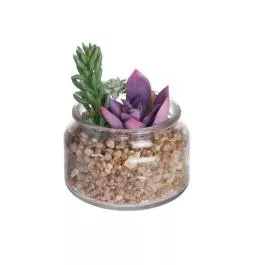 Allstate Floral Succulent in Glass Vase