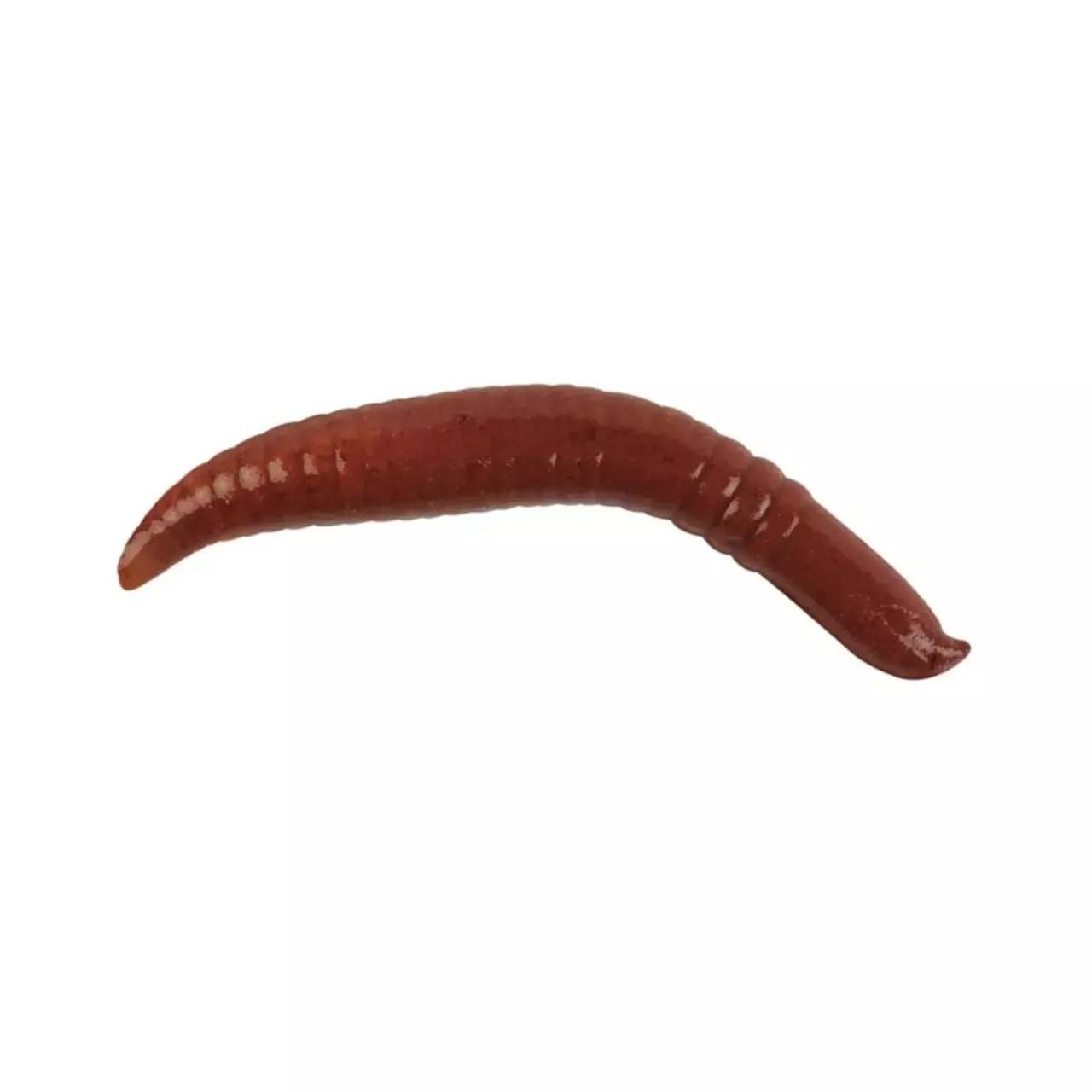 Berkley Gulp! Floating Pinched Crawler 2 Nightcrawler”
