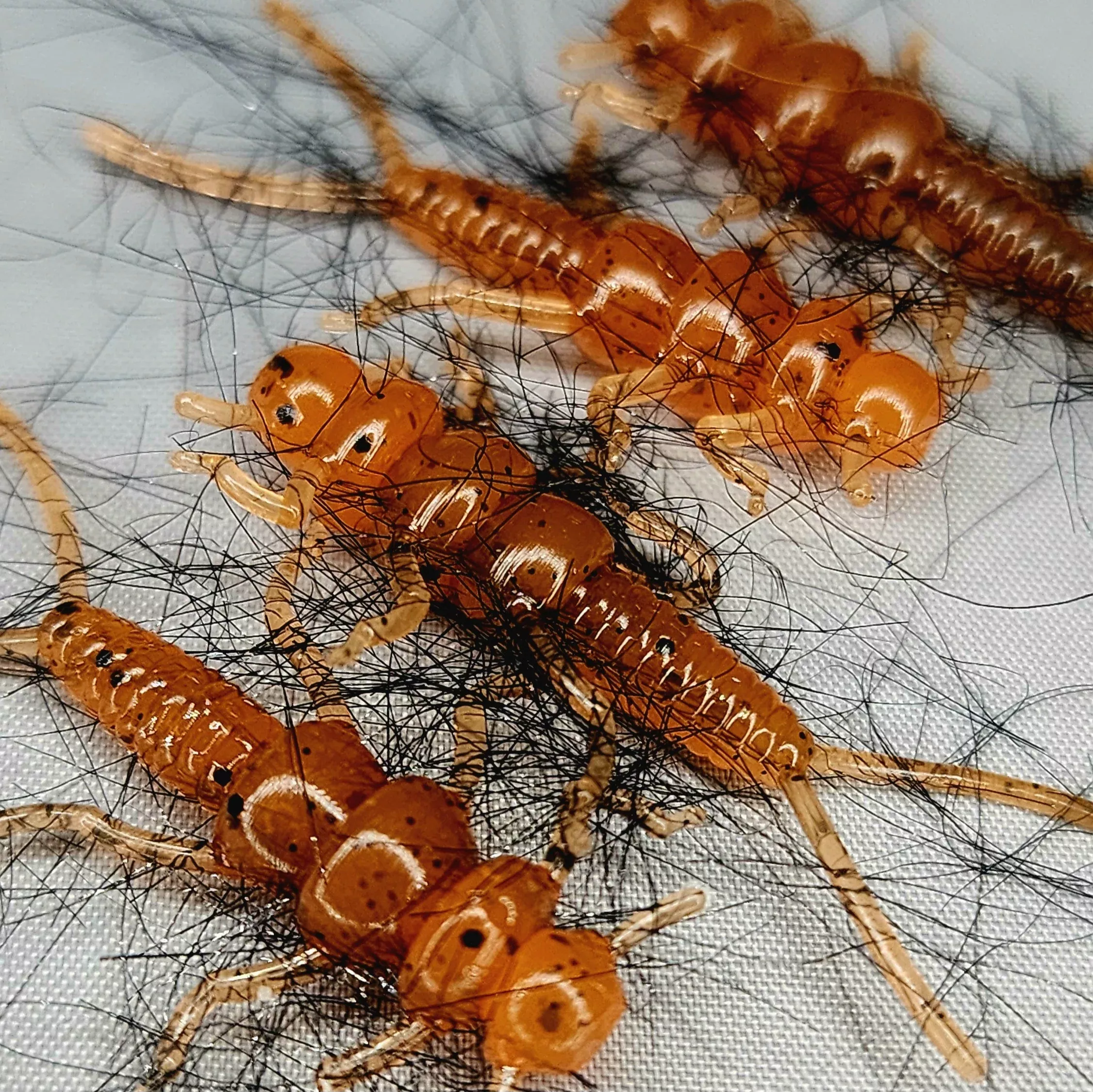 Hairy 1.4″ Stonefly Bait “The Appalachian Stoner”