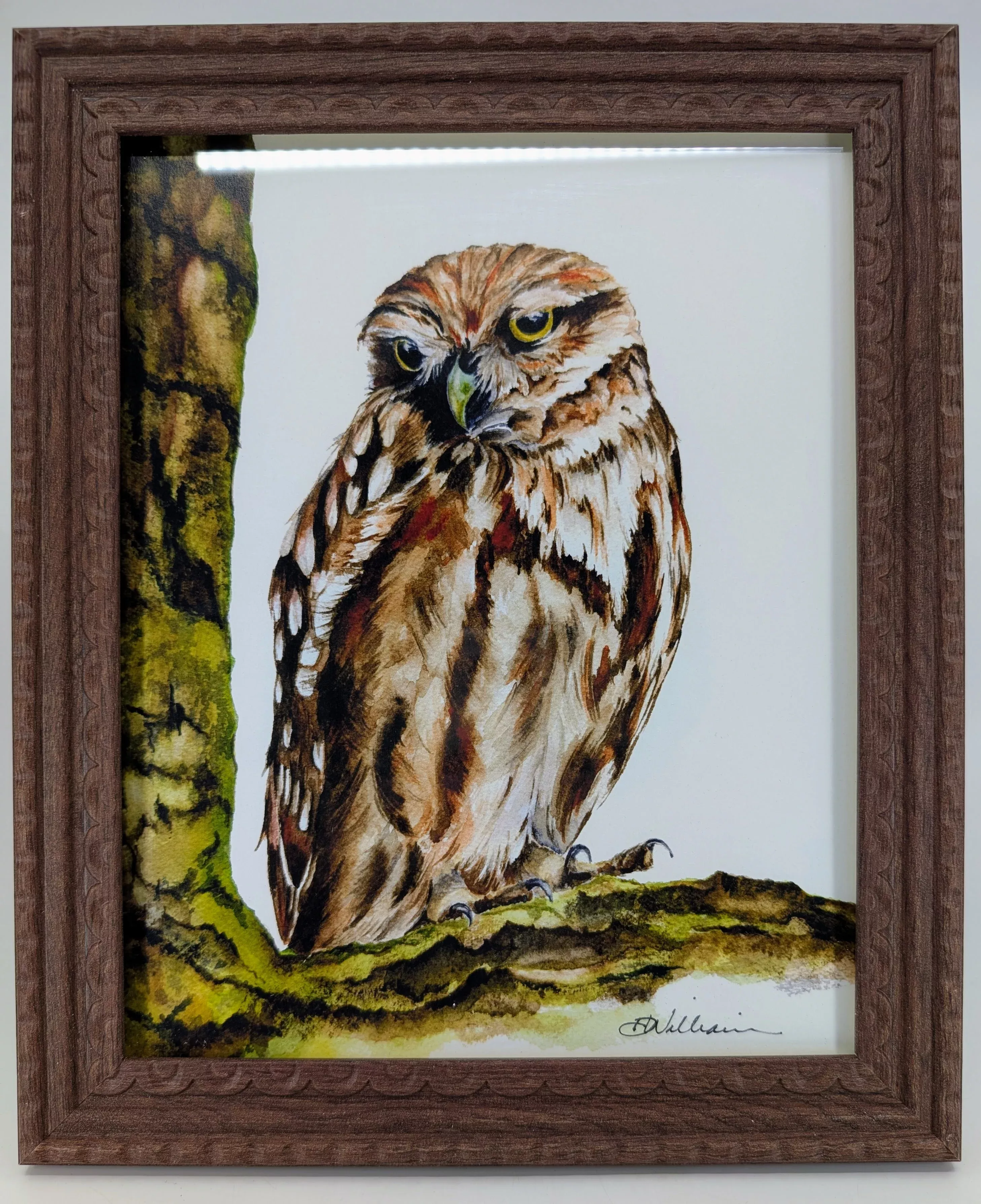 Palo Verde Owl8x10 Fine Art Print on Paper