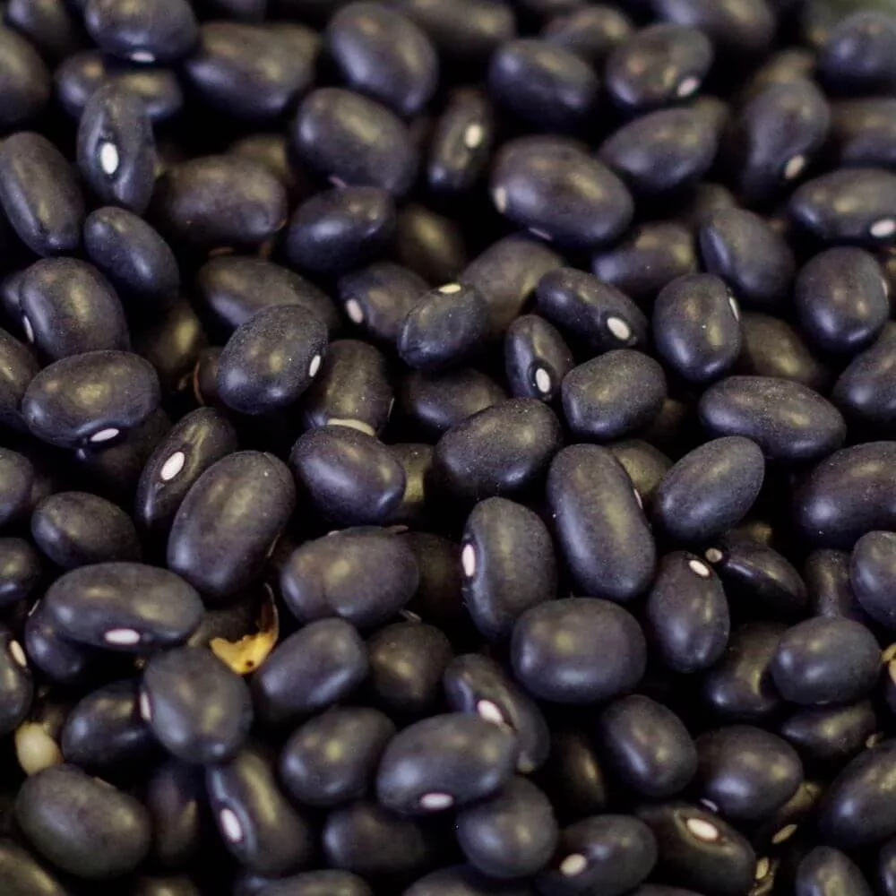 Rainy Day Foods – Black Turtle Beans Natural 25 lb. Bag