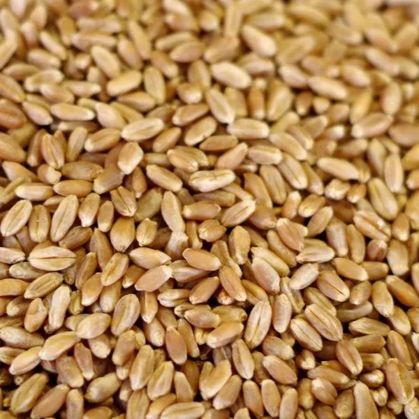 Rainy Day Foods Grain Variety Pack – Six #10 Cans