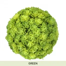 Regency Green Chick Succulent Orb Ball