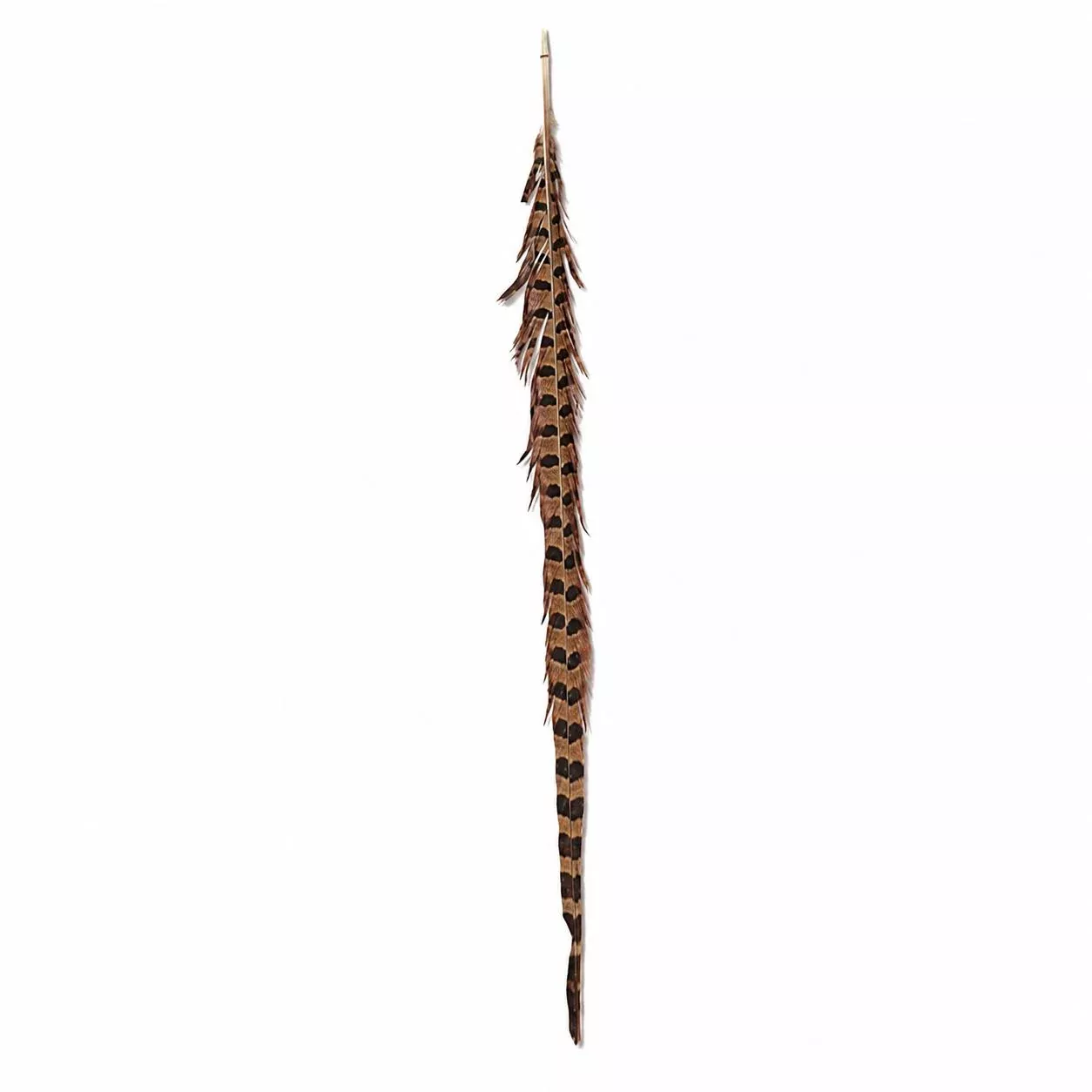 Ring Neck Feather