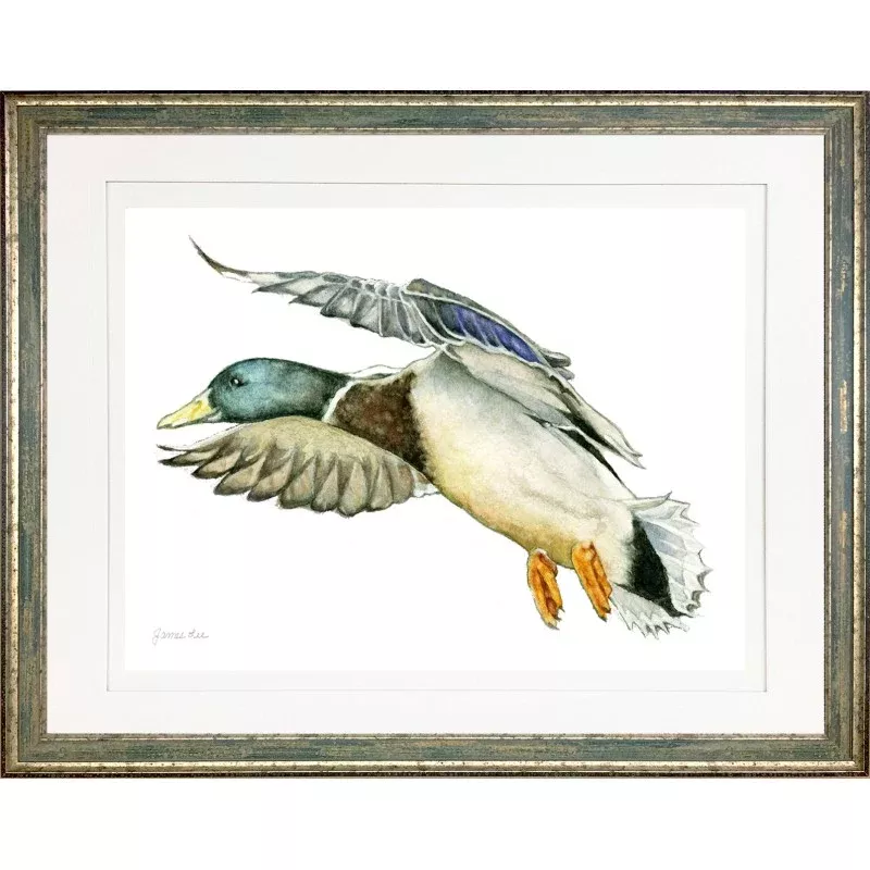 Sporting Mallard Framed Prints