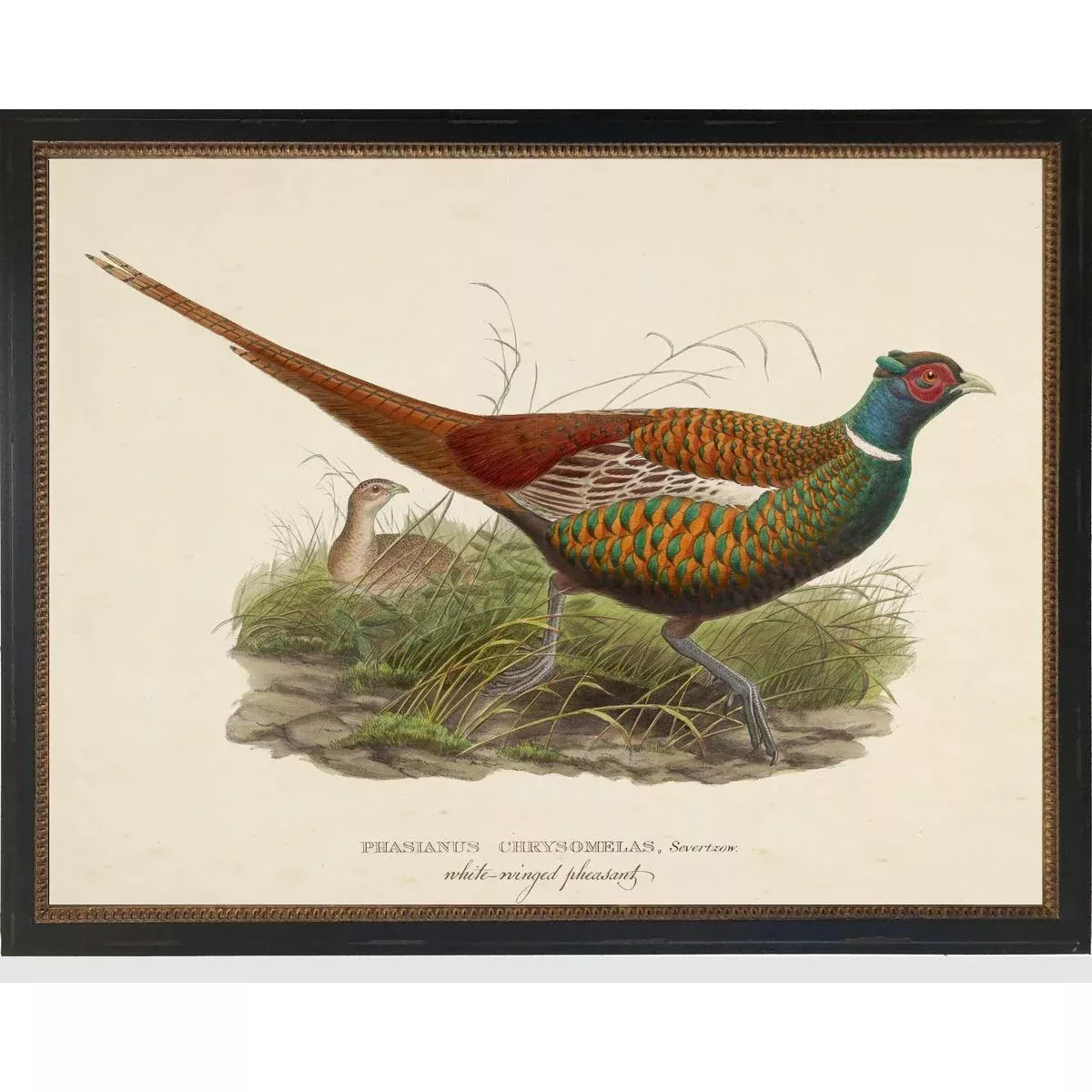 Vintage White-Winged Pheasant Bookplate Framed Print